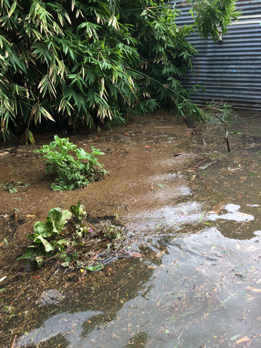 Flooded veggie garden #australia #floodwaters #damage