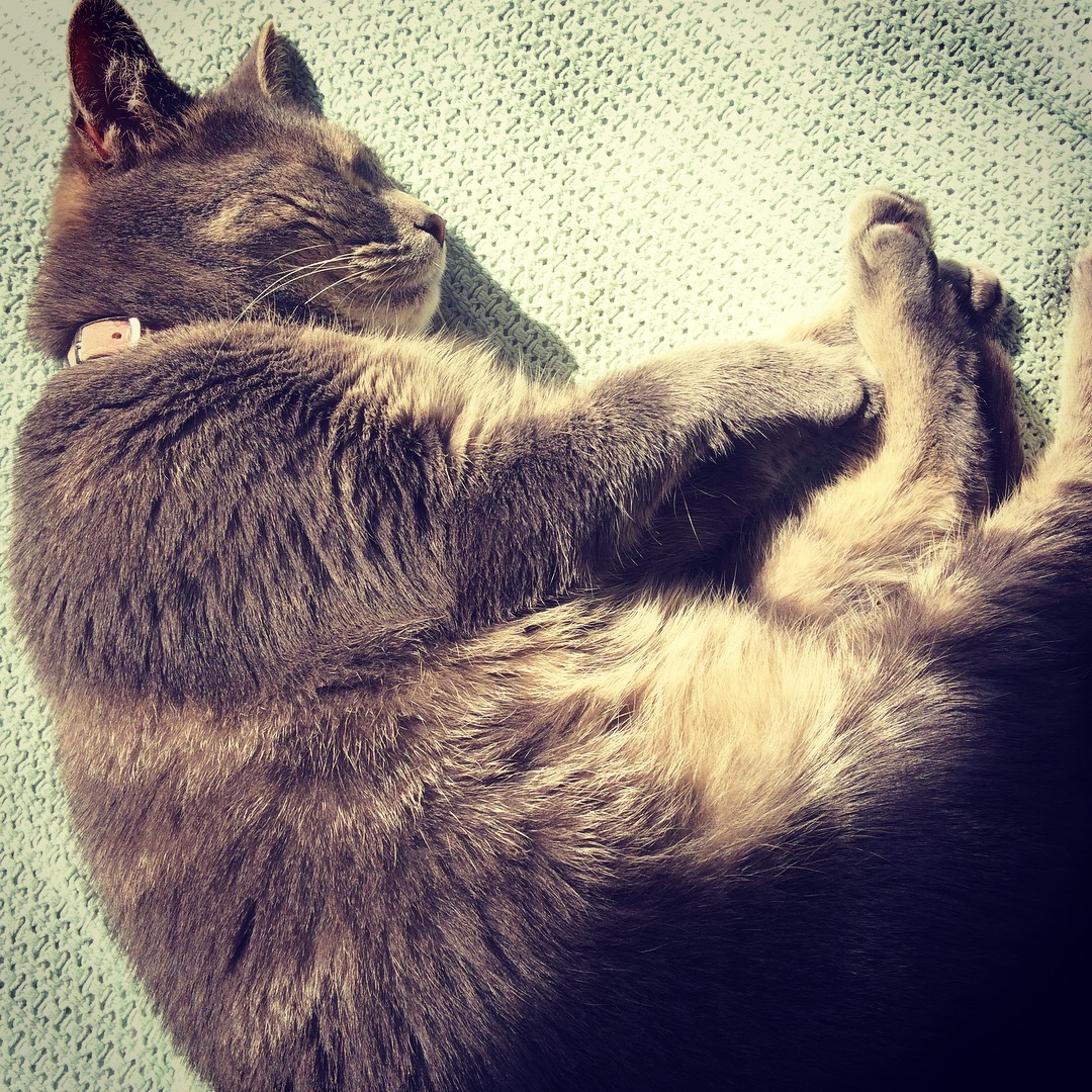 My snoring cat is the best sound and feeling