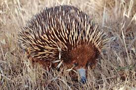 Australian Echidna #nature #native animal