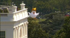 Artist Taran Singh Brar positioned this giant inflatable rooster behind the Whitehouse #TrumpChicken #art @boneAndsilver @realDonaldTrump