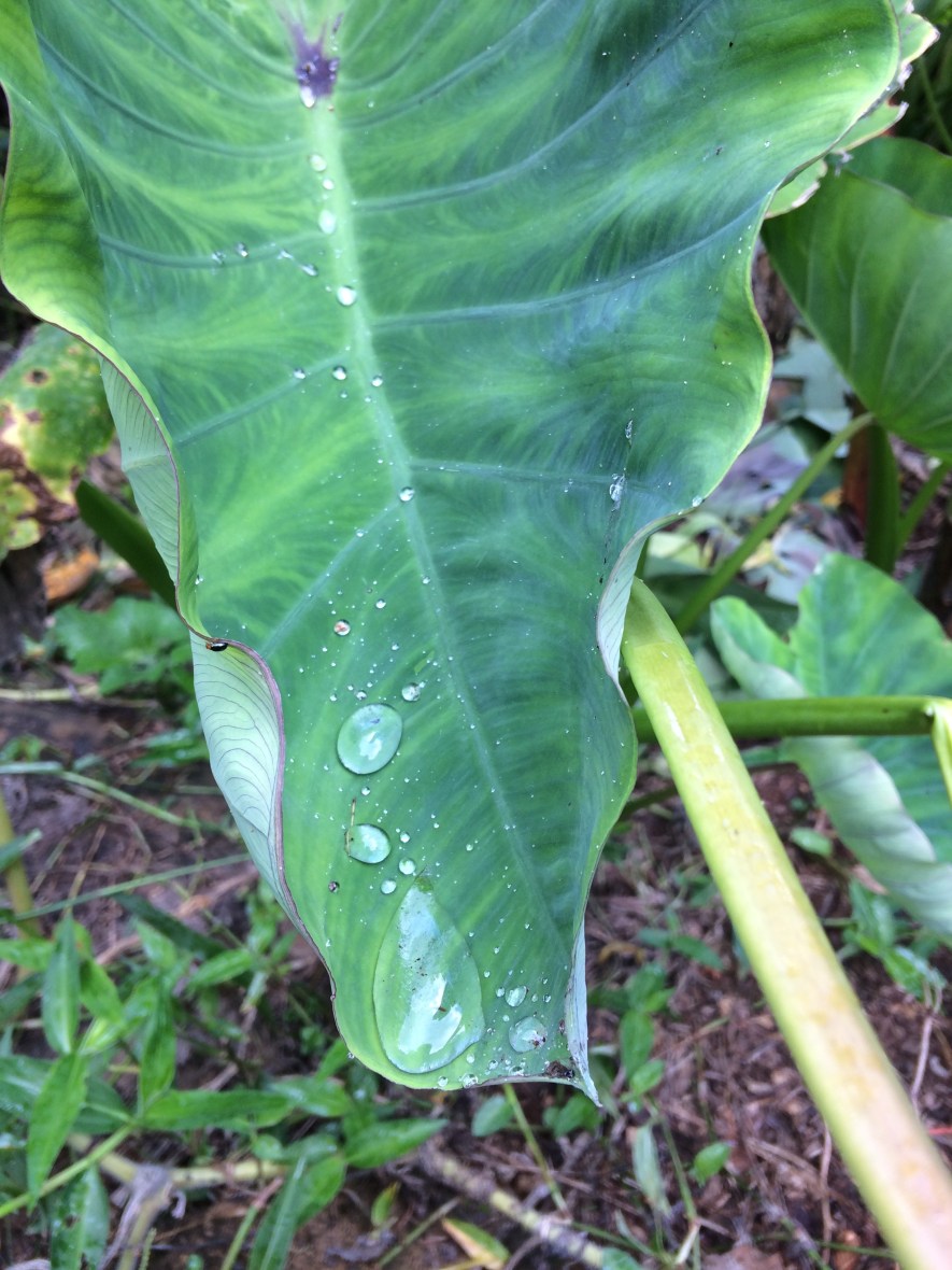 Permaculture principles for slow living, wellbeing, and selfcare over 50