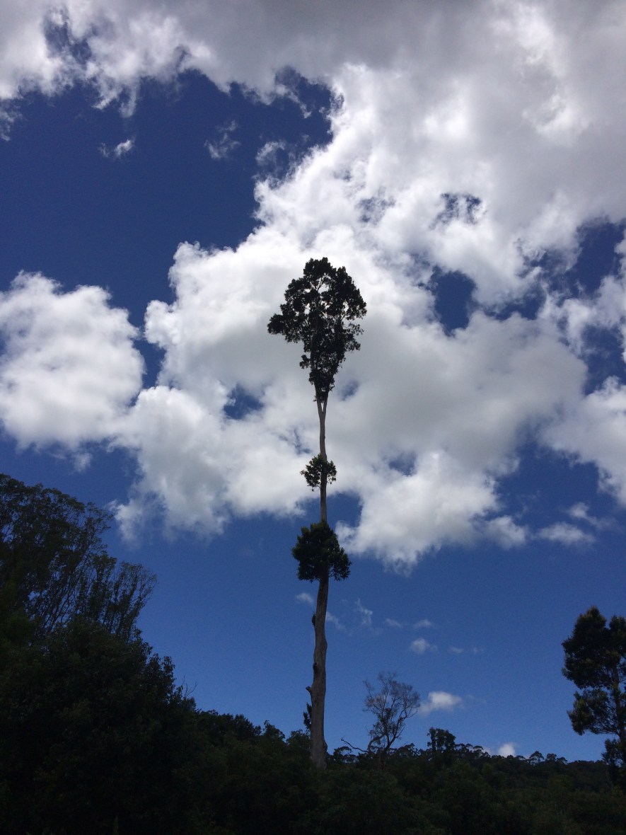 Permaculture principles for slow living, wellbeing, and selfcare over 50