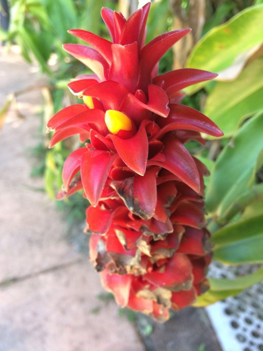 Wild ginger flower in Australia retreat centre eco village intensive
