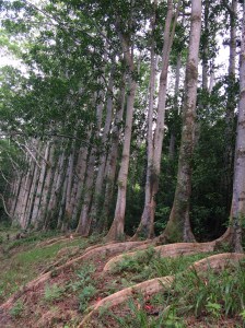 Trees will save the world #gratitude #nature #wellbeing #over50