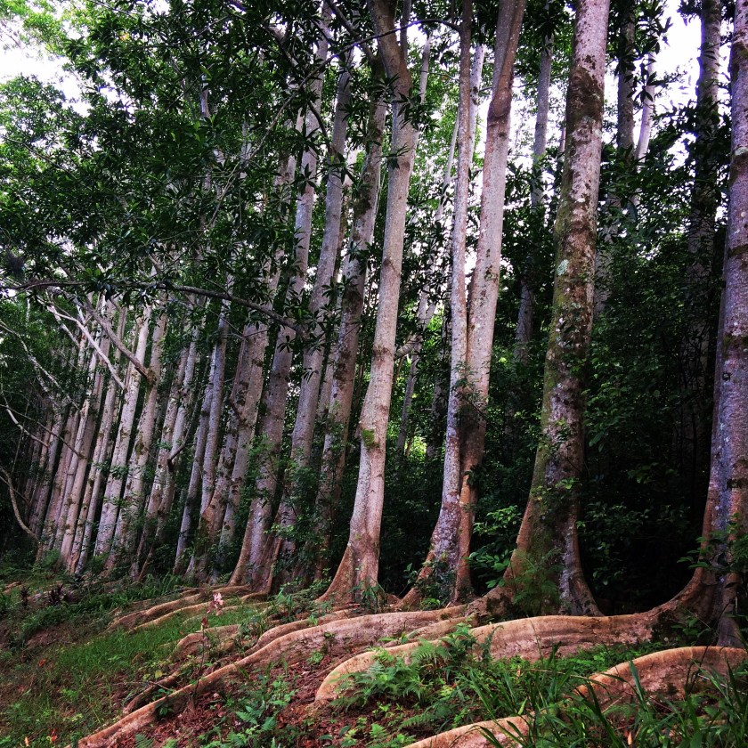 Trees will save the world #gratitude #nature #wellbeing #over50