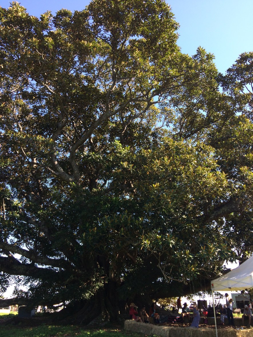 #Australia #ecovillage #permaculture #nature #over50blogger @boneAndsilver #wellbeing #intentionalcommunity