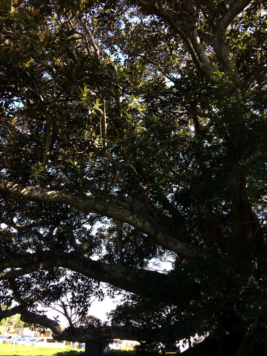 #Australia #ecovillage #permaculture #nature #over50blogger @boneAndsilver #wellbeing #intentionalcommunity