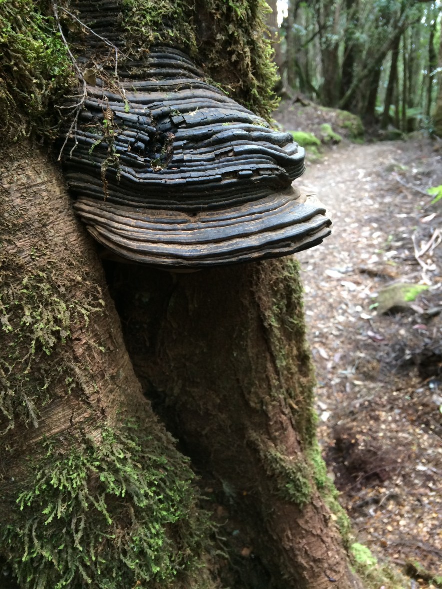 Grateful for Nature and wellbeing in Australia over 50