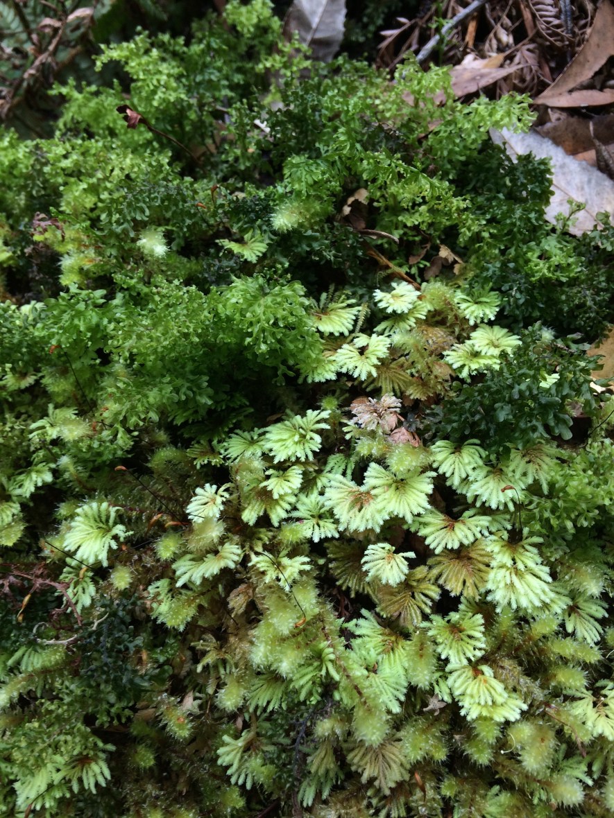 over 50 adventures with moss #rainforest #tasmania #australia #threecapestrack