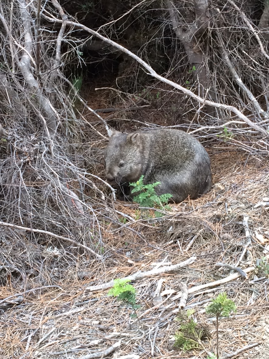 #nativeanimal #wombat #australia #tasmania #threecapestrack #wildlife #over50adventure