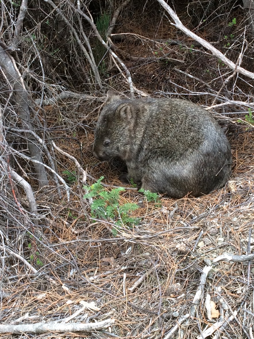 #nativeanimal #wombat #australia #tasmania #threecapestrack #wildlife #over50adventure