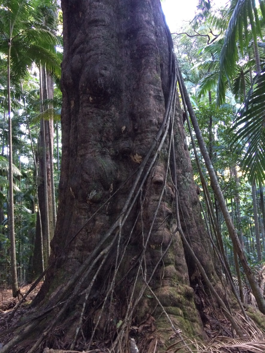 Waterfall in Australia to hike to for Mother's Day self care and wellbeing over 50