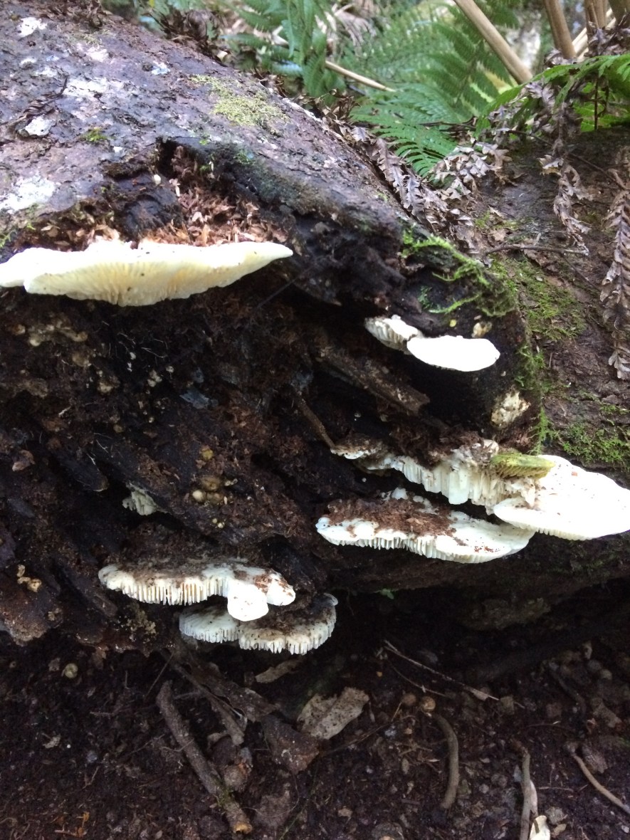 Waterfall in Australia to hike to for Mother's Day self care and wellbeing over 50