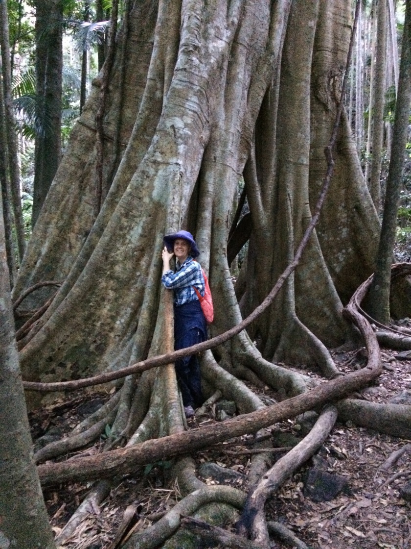 Massive tree in Australia to hike to for Mother's Day self care and wellbeing over 50