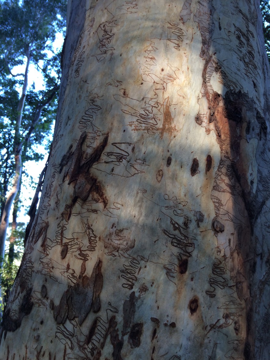 Waterfalls and scribbly gums in Australia to hike to for Mother's Day self care and wellbeing over 50
