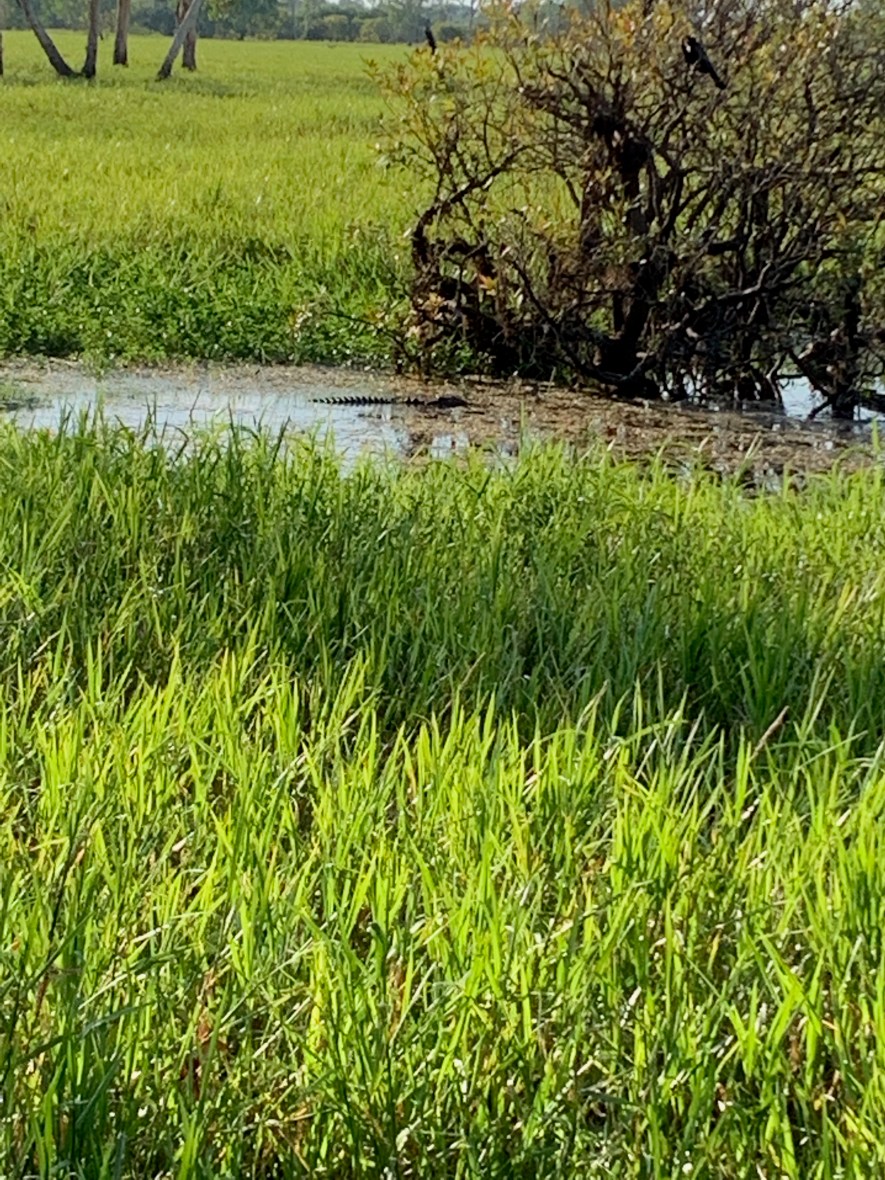 A submerged crocodile in a Kakadu waterway