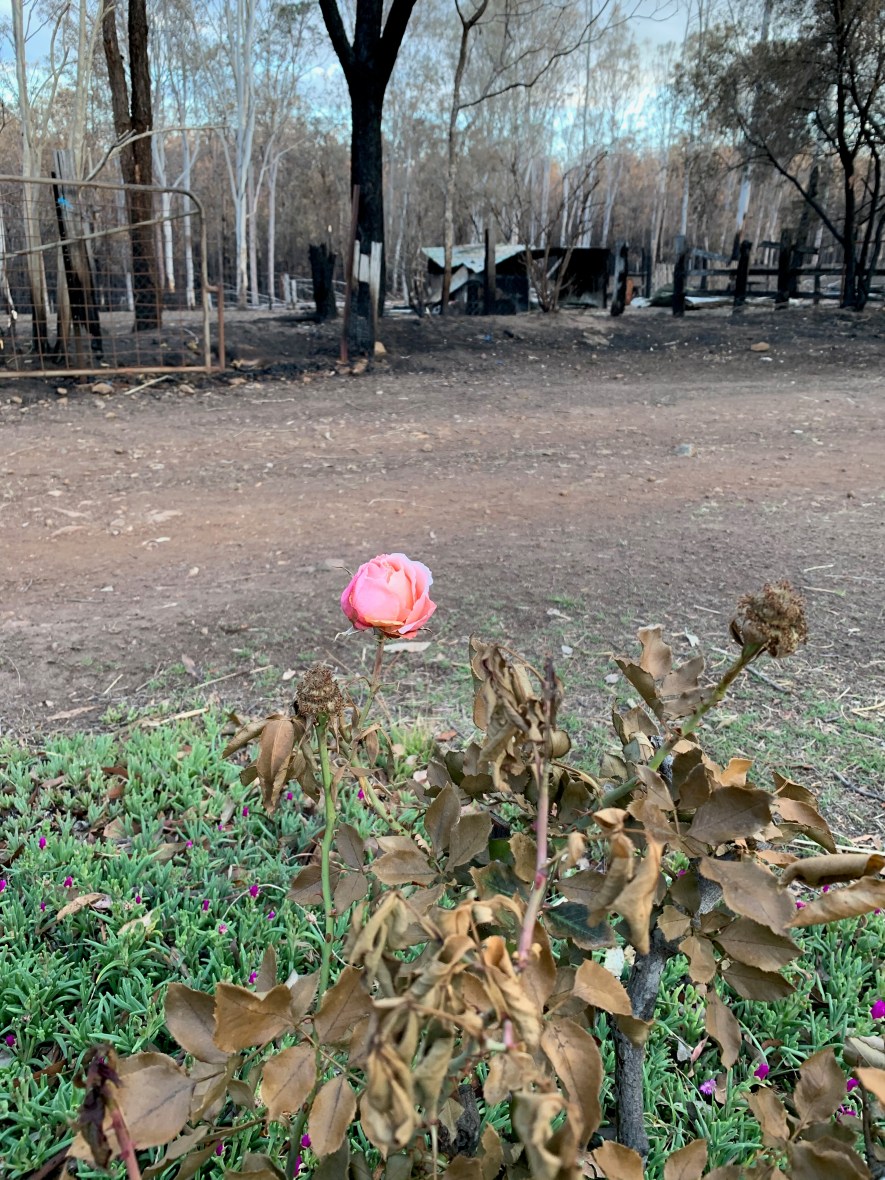 Surviving a bushfire in Australia takes courage & preparation #resilience