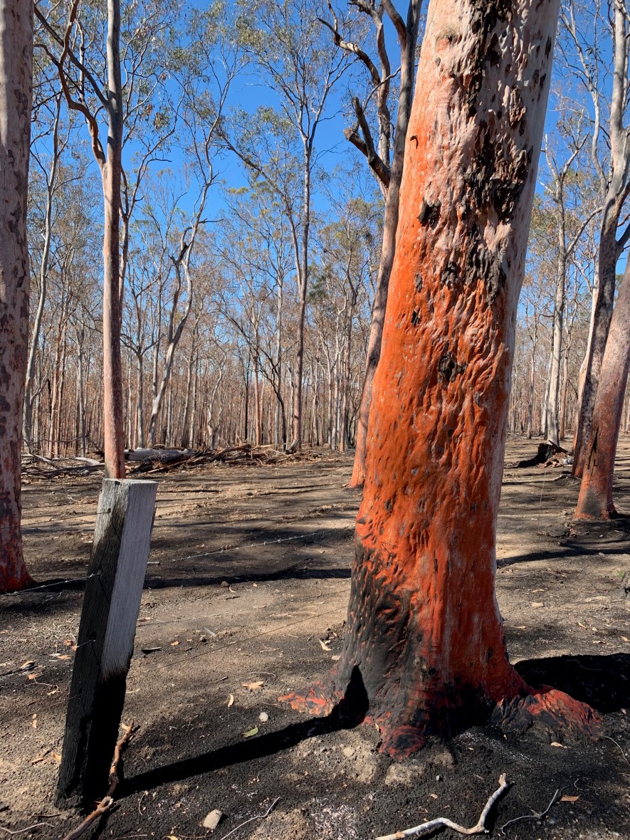 Surviving a bushfire in Australia takes courage & preparation #resilience