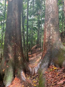 Rainforest trees in Australia make me happy