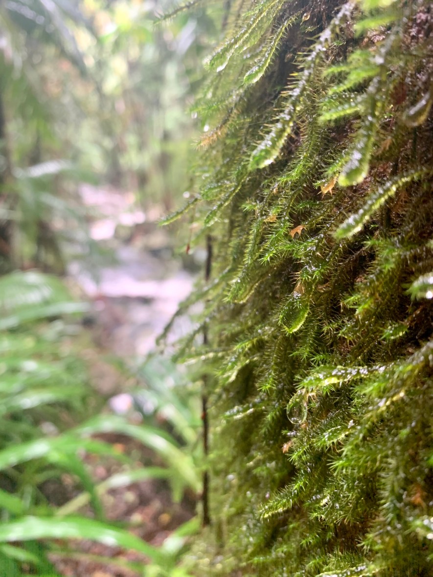 Australian rainforest is beautiful