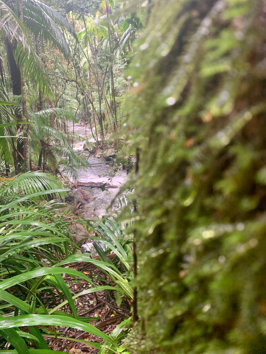 Australian rainforest is beautiful